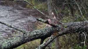 autumn-mud-playing_1.jpg