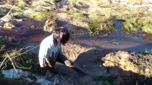 back-in-mud_18.jpg