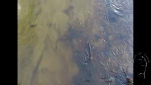 brook-with-clay-banks_5.jpg