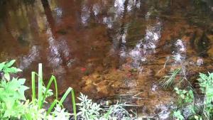 darina-walks-and-swims-in-ches_9.jpg