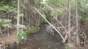 forest-adventures-in-thick-mud_16.jpg