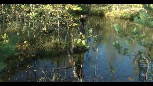 forest-lake-bathing_10.jpg