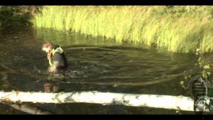 forest-lake-bathing_20.jpg