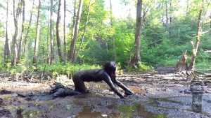 kitty-in-swamp_22.jpg