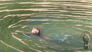 swimming-with-a-loss-of-one-ra_18.jpg
