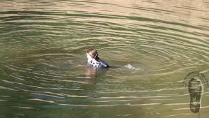 swimming-with-a-loss-of-one-ra_22.jpg