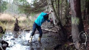 tiger-in-the-mud_18.jpg