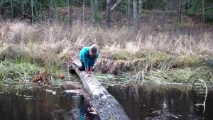 tiger-in-the-mud_19.jpg