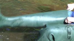 waders-trial_7.jpg