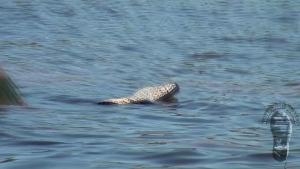 waves-of-ladoga_14.jpg
